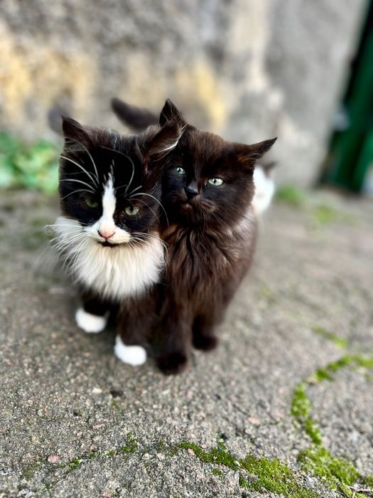 Кошенята дуже милі