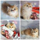 Британские котята золотая шиншилла/британські котята