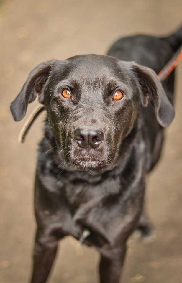Milo - pies z duszą labradora, ideał w czarnym futrze