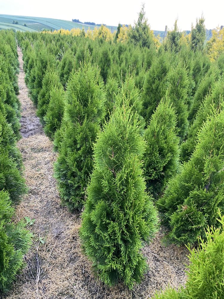 Gęsta TUJA SZMARAGD 100-110cm Producent*Sadzenie (tuje, thuje thuja)