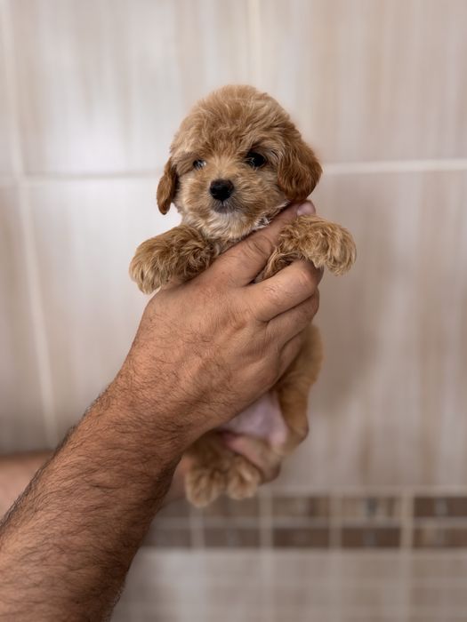 Хлопчики та дівчатка мальтіпу maltipoo