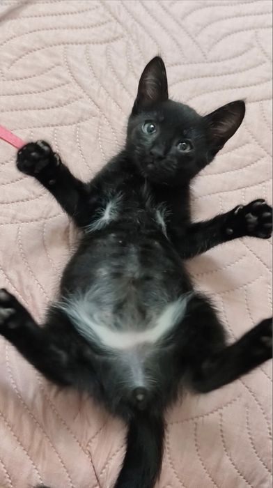 Gatinho bebé laranja para Adoção consciente.