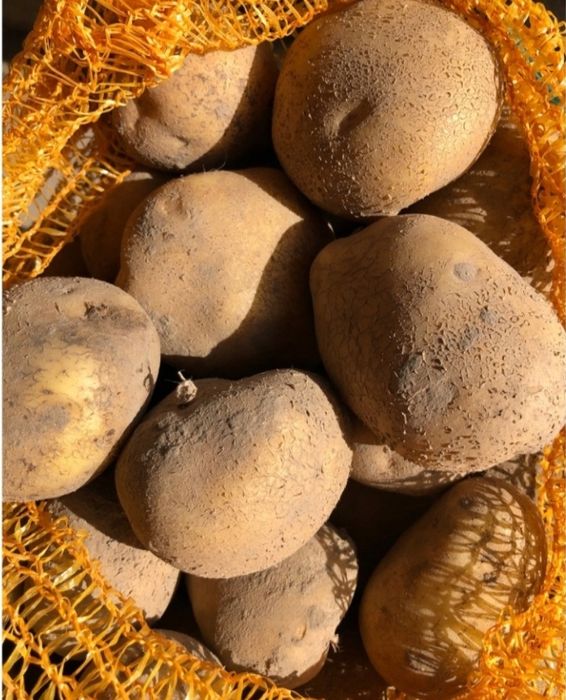 Ziemniaki Soraya, Bellarosa i Baltic Rose