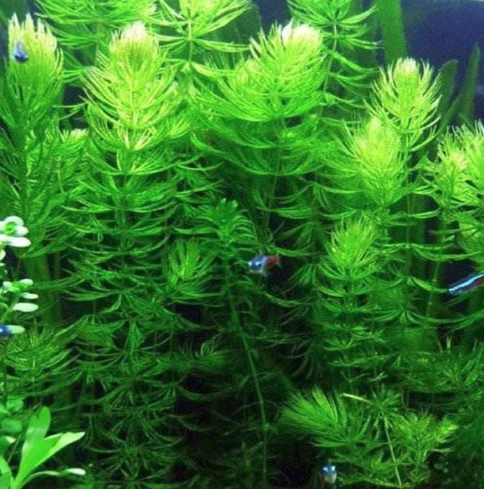 Planta de aquário Foxtail/Hornwort