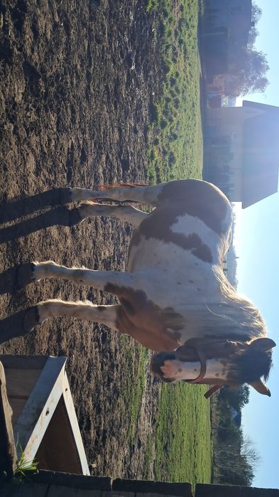 Klacz srokata zaprzegana