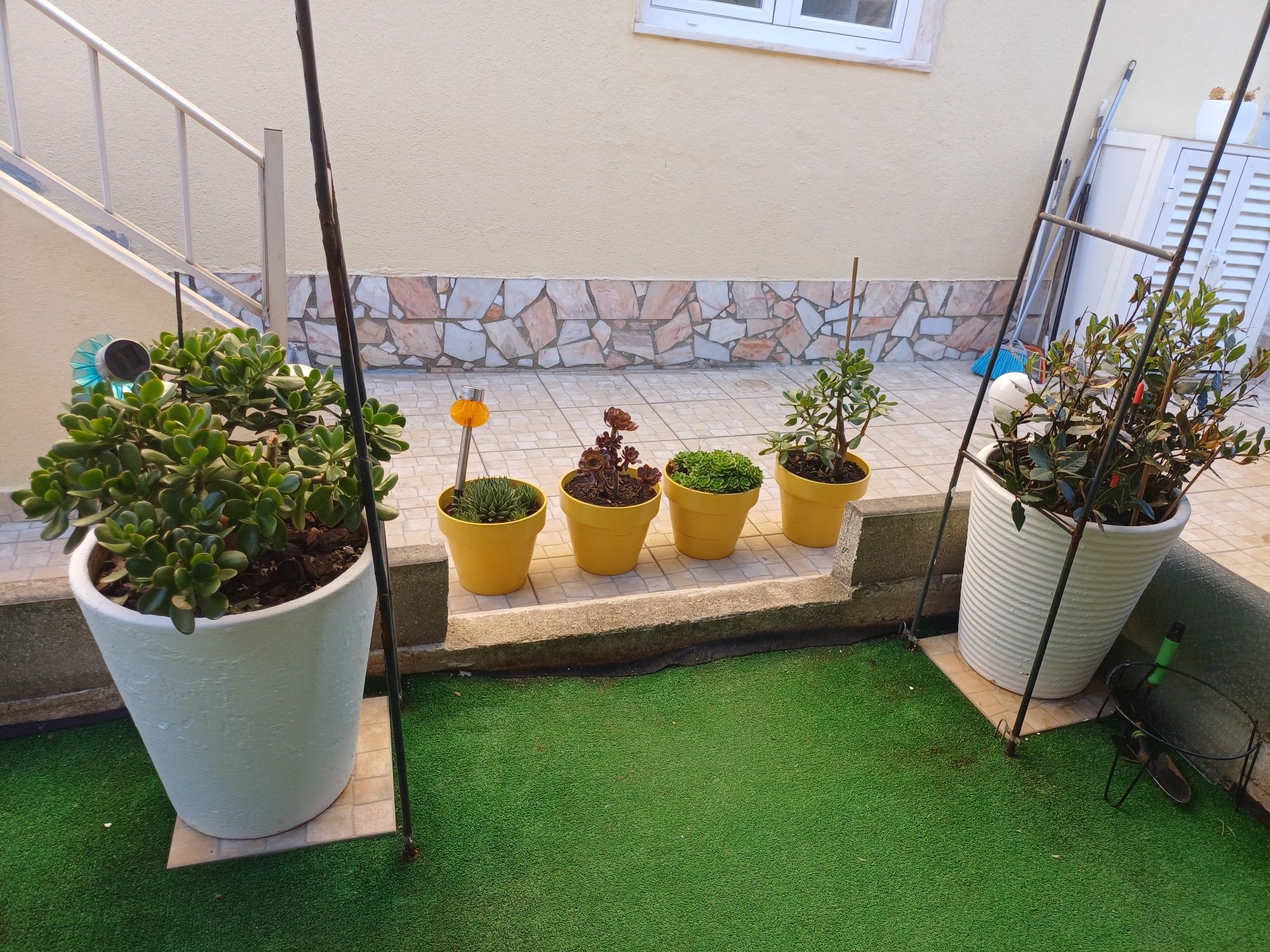 Vasos com plantas