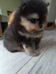Pomeranian suczka ZKWP FCI