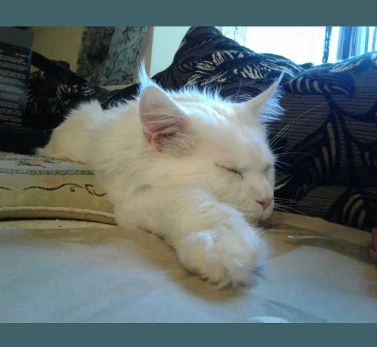 Вязка кошек Днепр