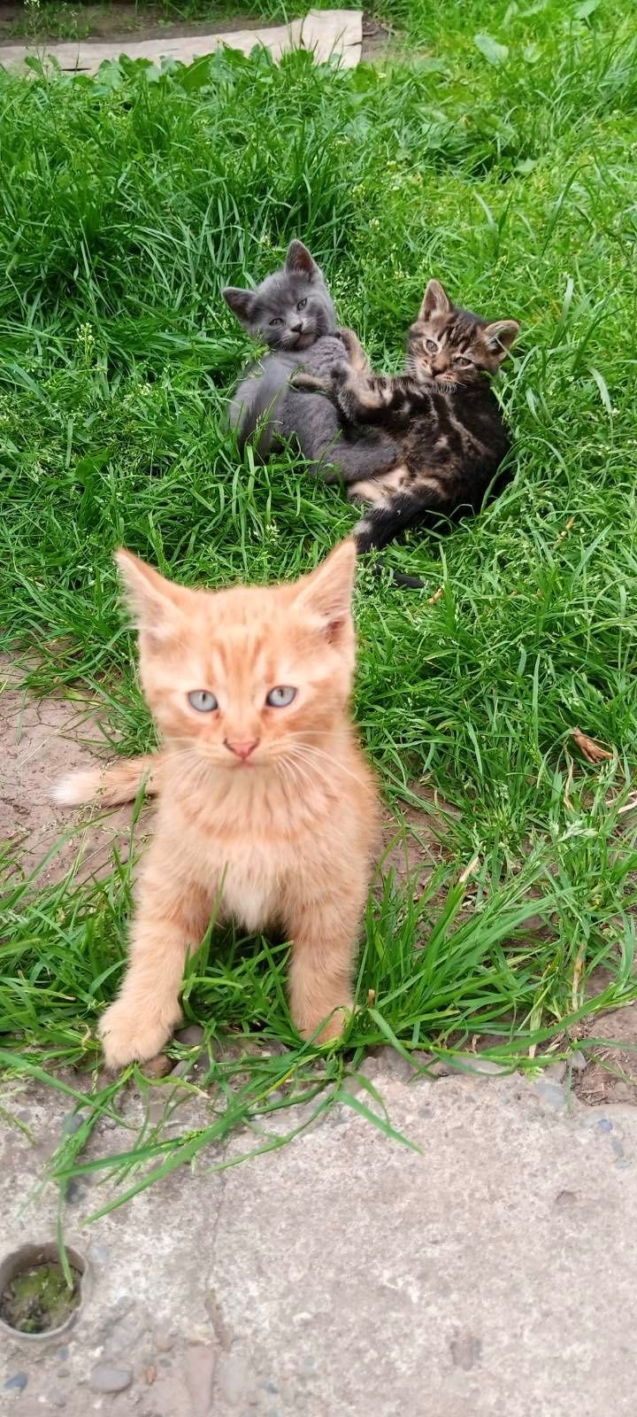 Віддам котів в добрі руки