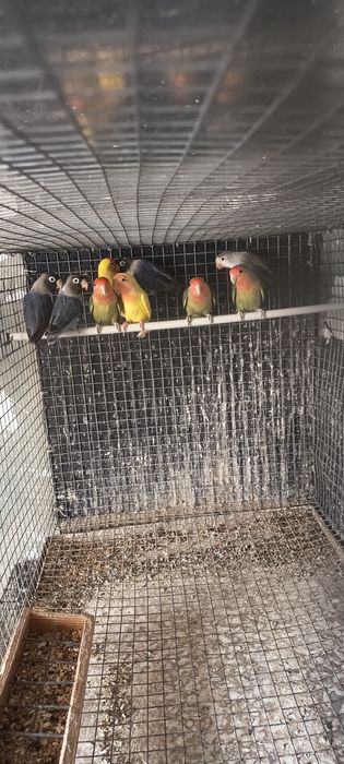 Agapórnis  Sexados 2025