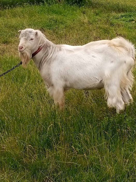 Цап козел для парування