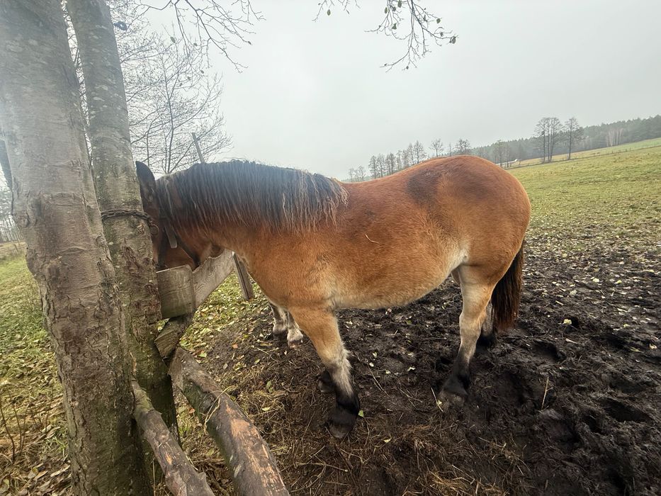 Sprzedam konie zimnokrwisty polski
