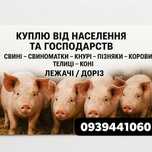 Сільськогосподарські тварини