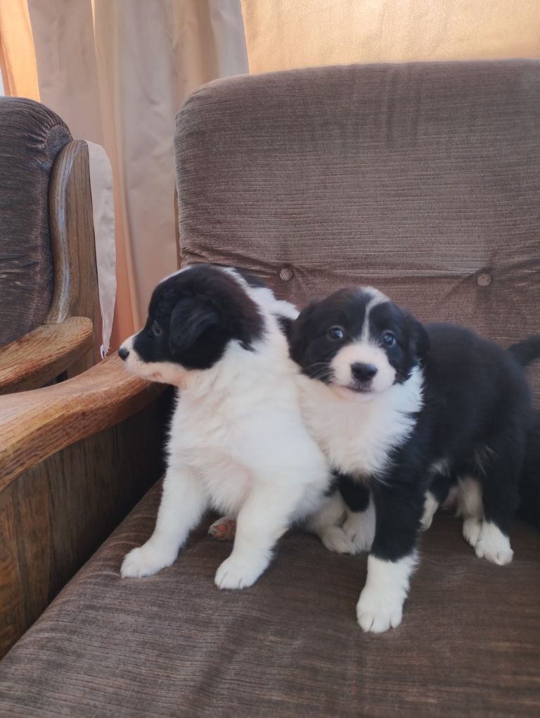 Border collie suczka