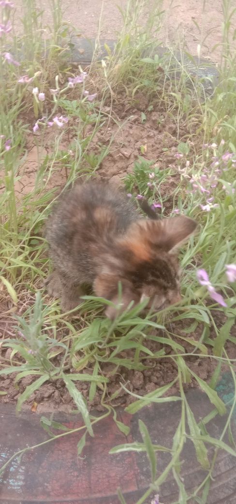 Котенок девочка бесплатно. Кошечка. Котята бесплатно. Кошка даром