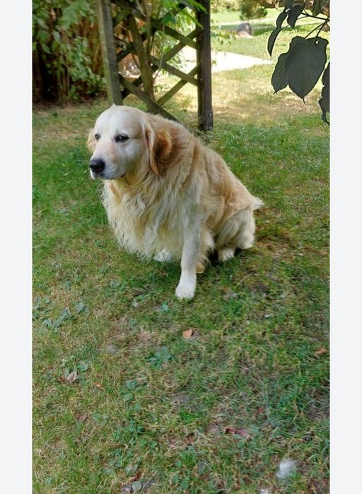 Golden retriever