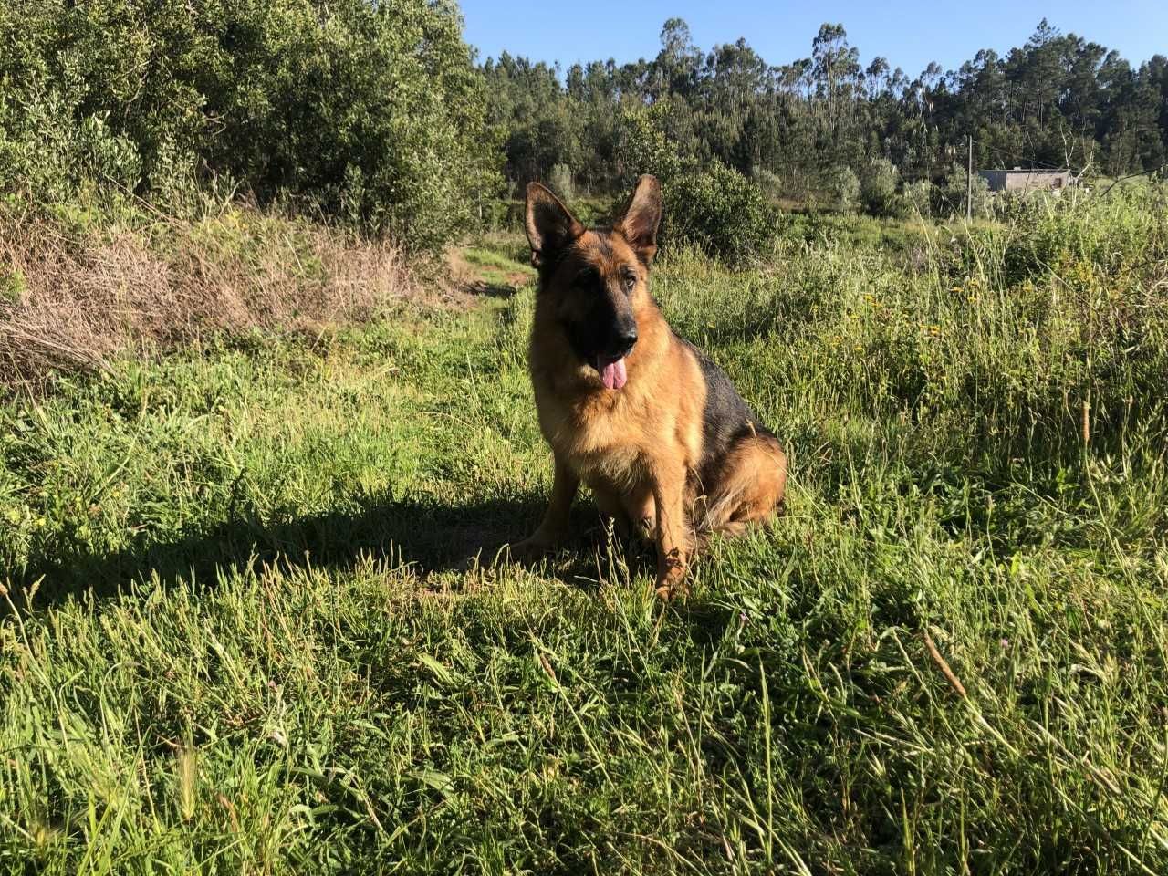 Cachorro de raça Pastor Alemão