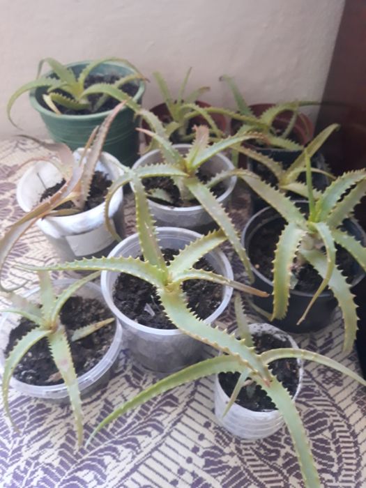 Продаю алоє - вазони