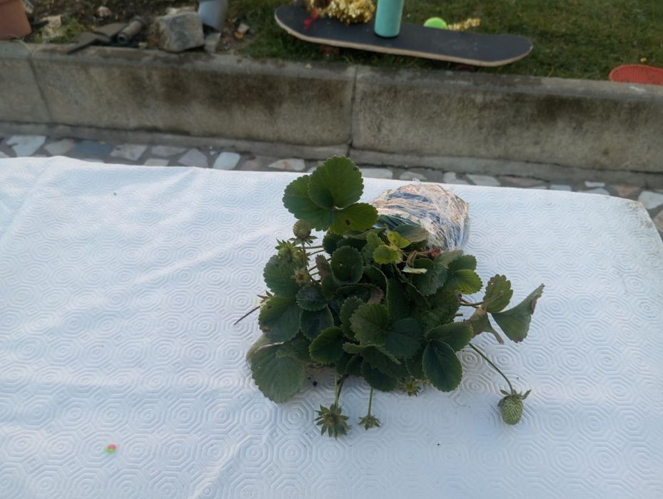 Morangueiros 10 pés Terra morangueiros socolentas Sardinheiras