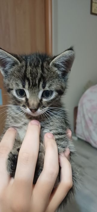 Oddam kotki w dobre ręce