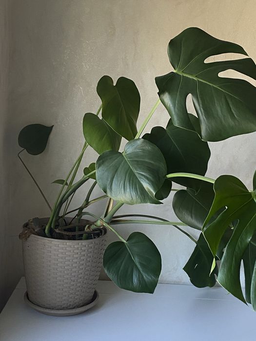 Монстера вазон