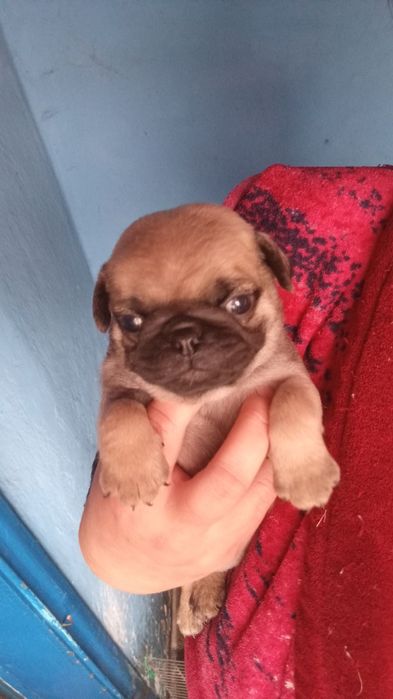 Бронь чистокровные щенки мопса