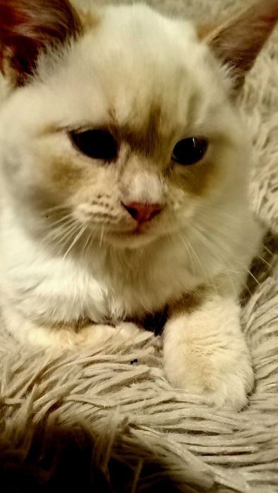 Віддам гарненького котика