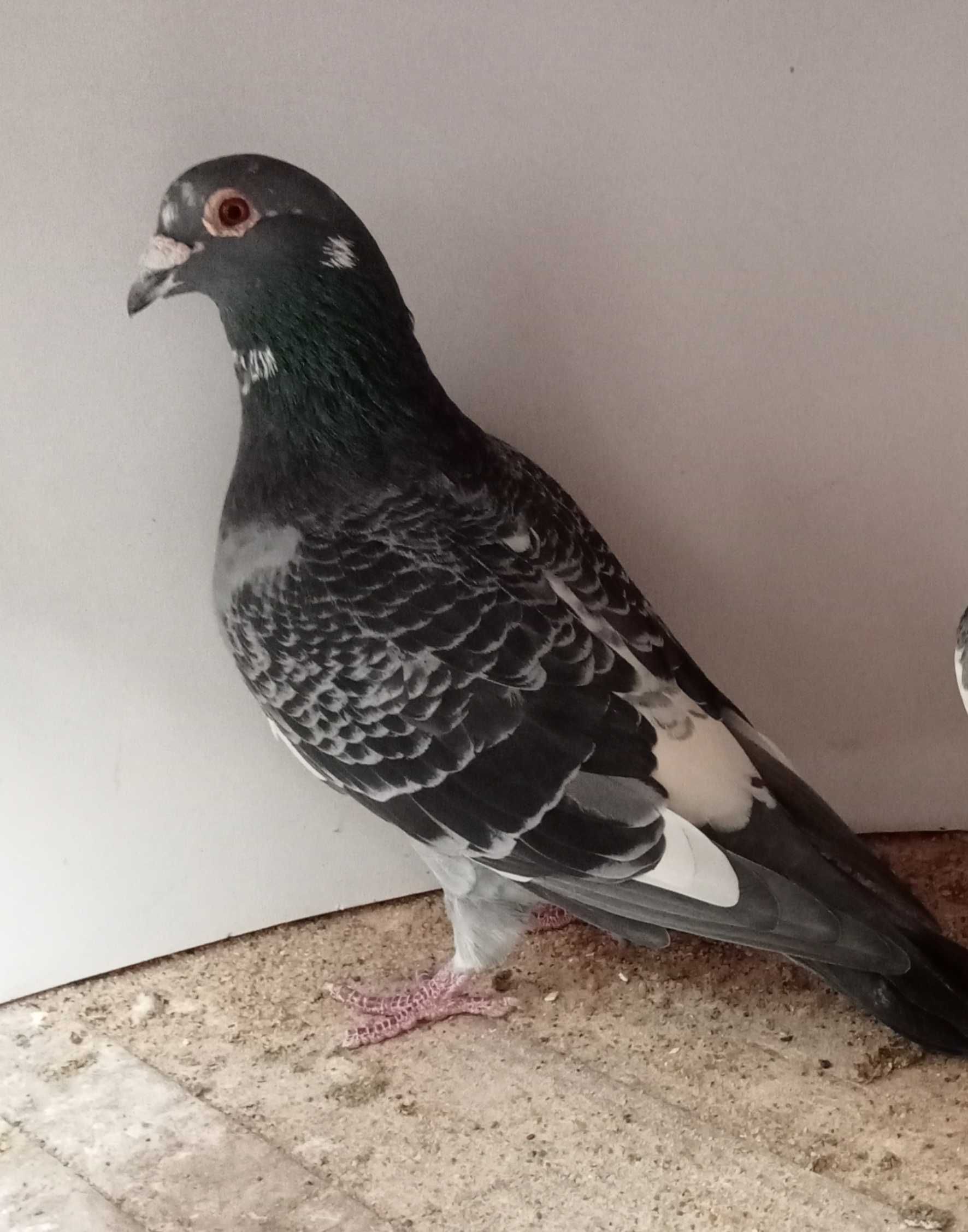 Lindo pombo correio linha de fundo