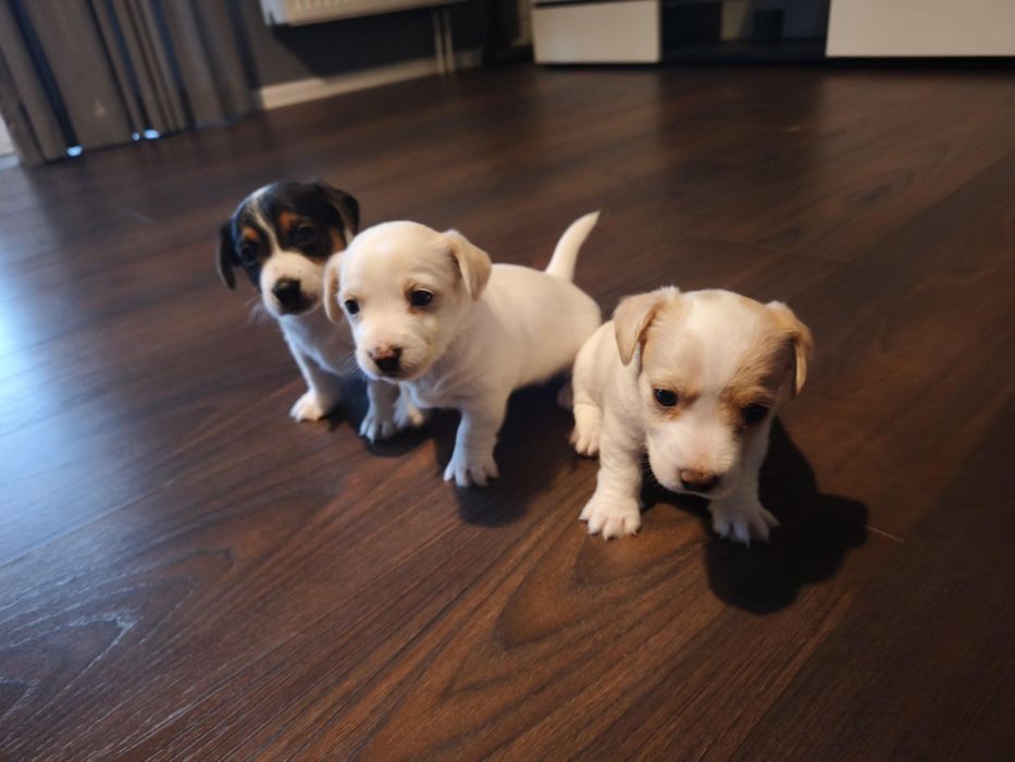 Jack Russell Terrier