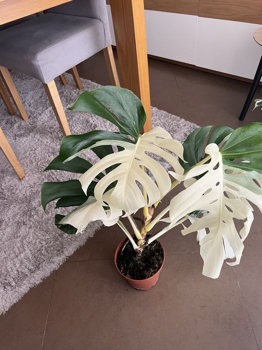 Monstera variegata deliciosa