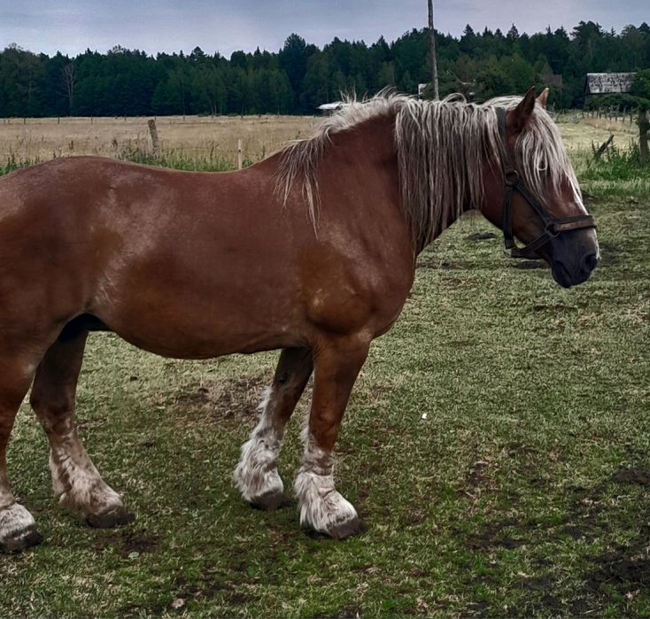 Kobył zaprzengana do bryczki spokojna