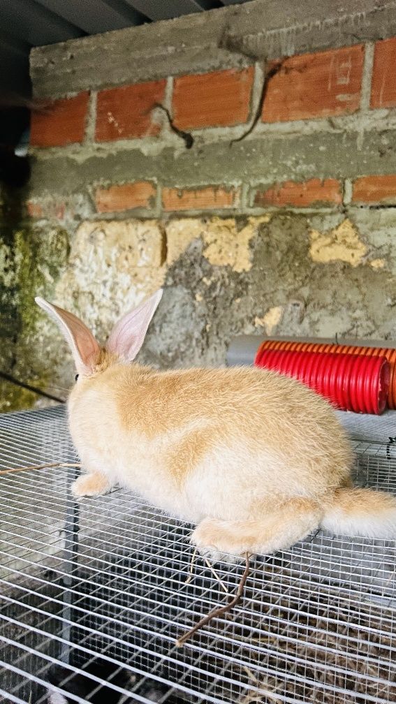 Coelhinho com 2 meses para estimação ou reprodução 

Descriç