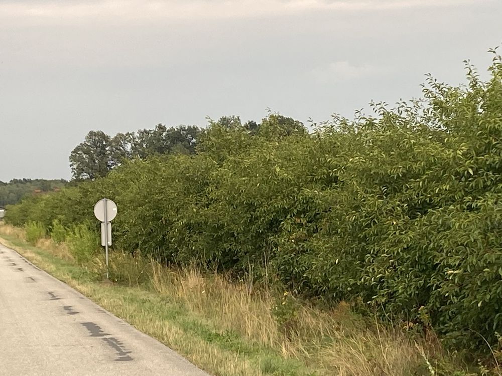 Drewno wiśniowe, czereśniowe sad czereśniowy , drewno