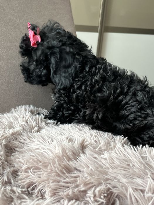 Cudowna malutka suczka cavapoo do odbioru