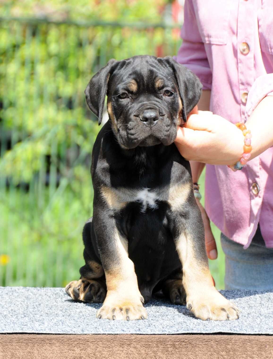 Cane Corso Hodowla Tytani Wschodu ZKwP/FCI