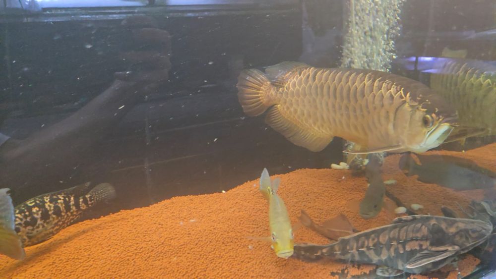 Megalodoras 2 animais