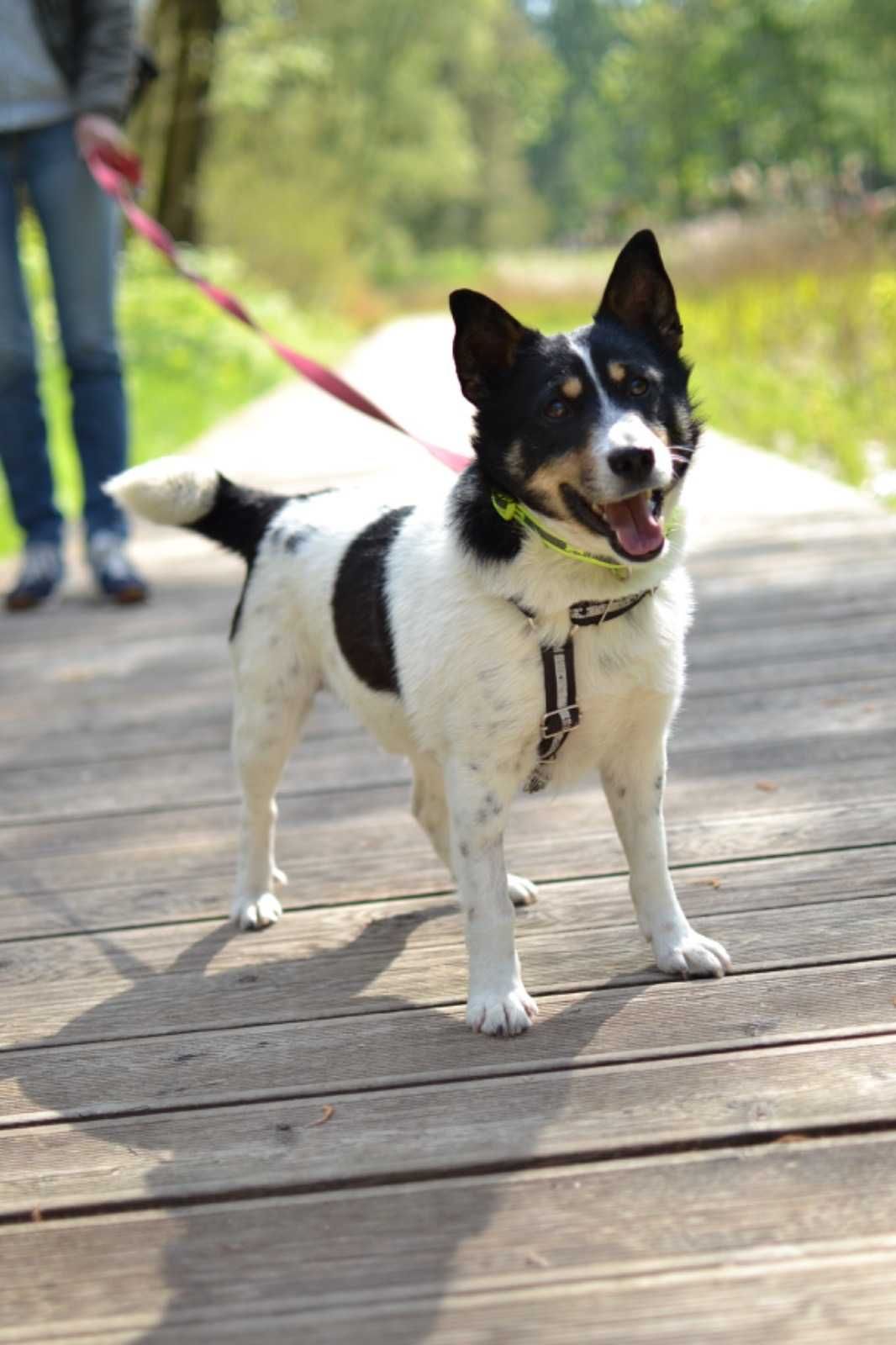 Żuczek maleńki przytulak do adopcji