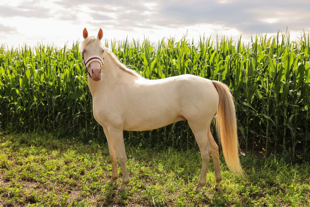 Klacz kuc walijski wyjątkowy kuc Cremello
