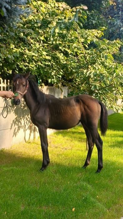 Klacz wielkopolska odsadek