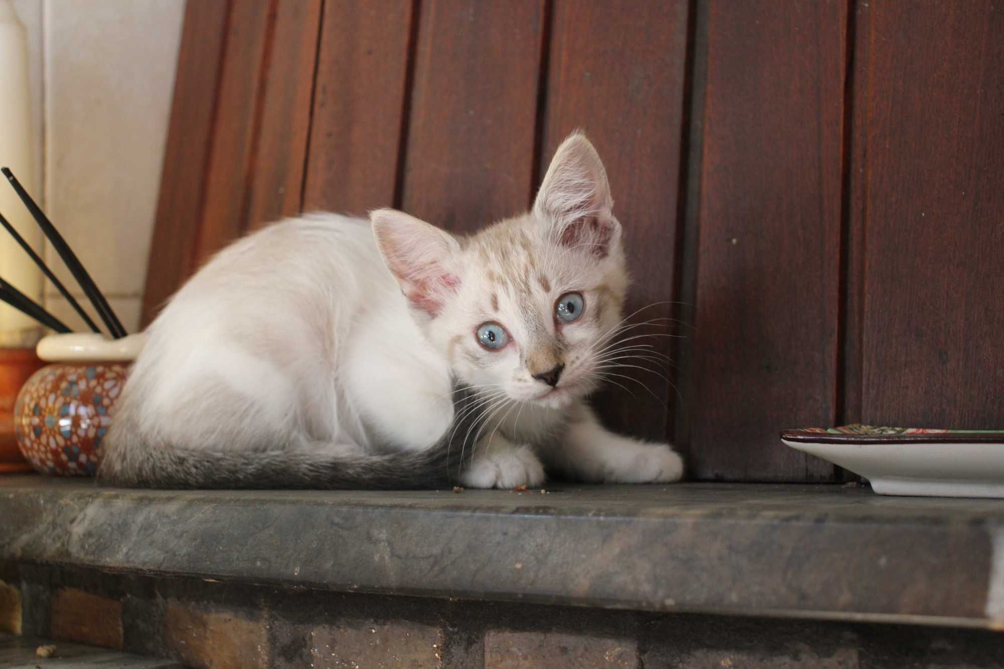 FÊMEA | Gatinha de olhos azuis disponível para adoção responsável