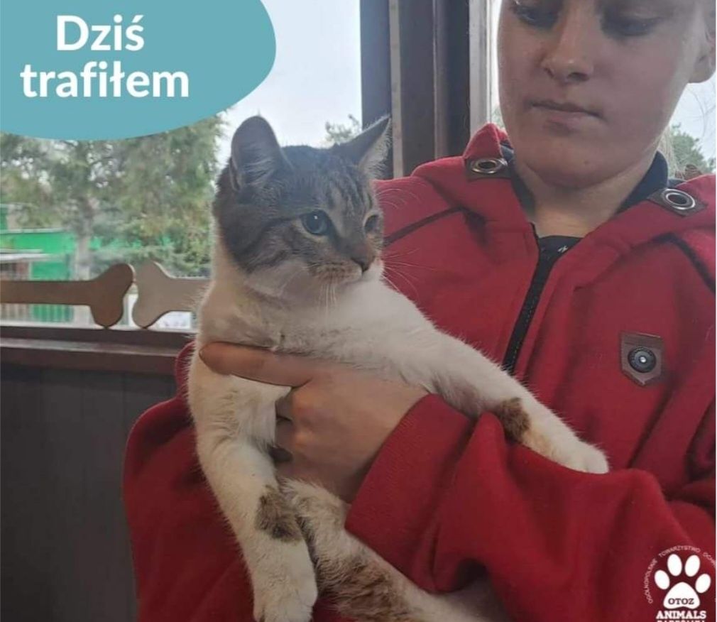 Znaleziony kotek