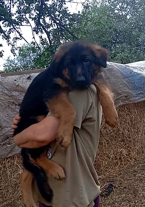 Элитный роскошный щенок .