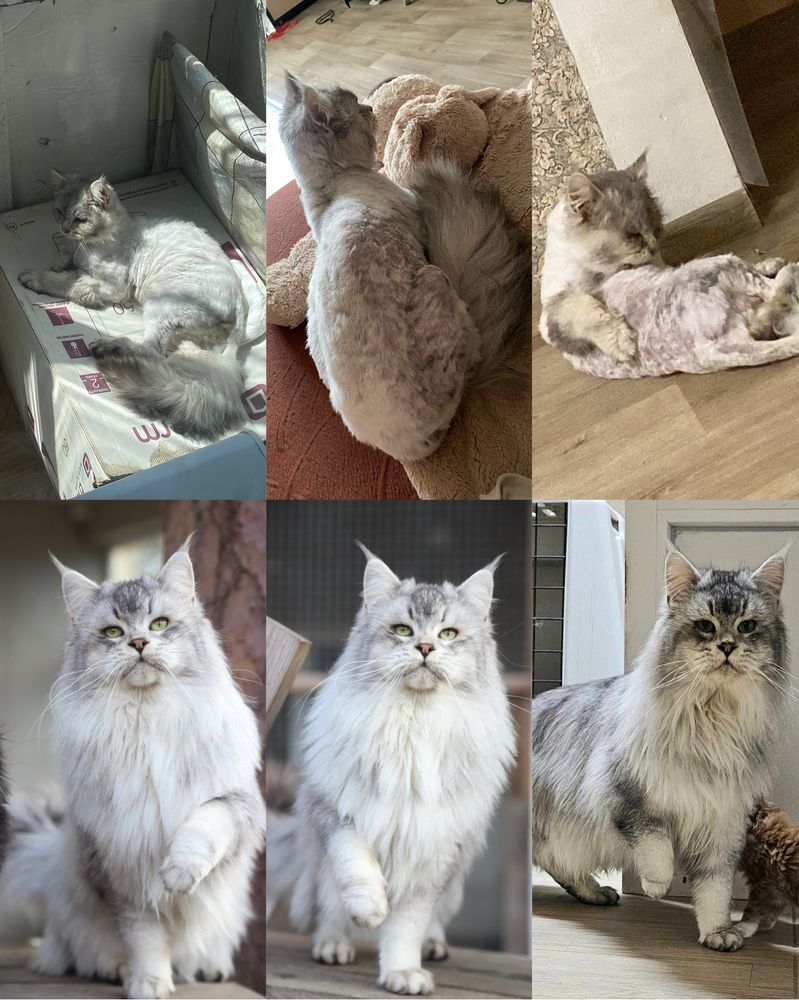 Метис мейнкуна и британской шиншиллы