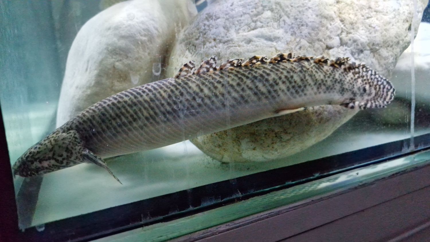 Polypterus ornatipinnis +25 cm