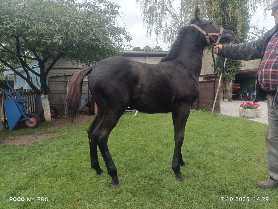 Witam zamienię dwa źrebaki