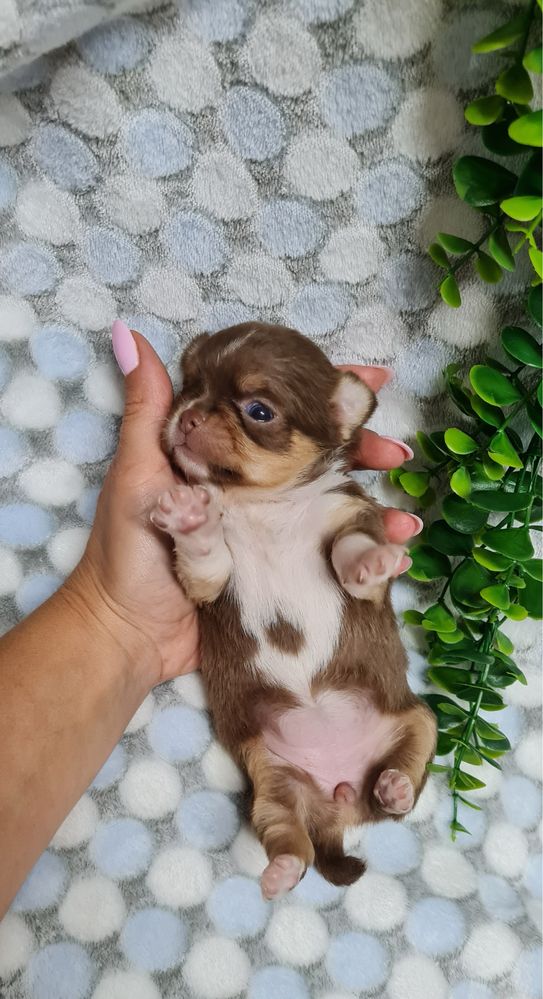 Estupenda menina Chihuahua/Chiuaua de Qualidade. Linhagem Russa