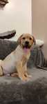 Urocze Szczenięta Labrador Retriever z Rodowodem SWKiPR