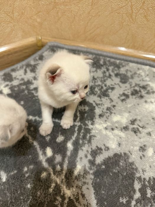 Висловуха дівчинка фолд