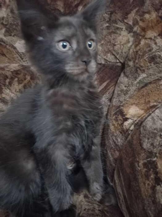 Czarny kocurek Maine Coon