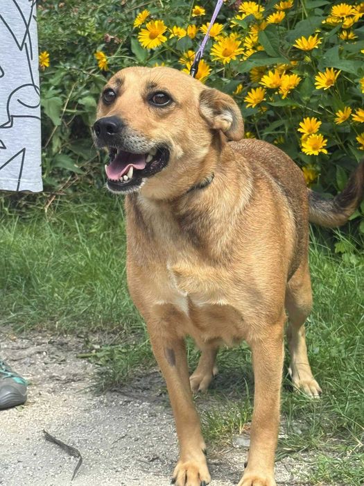 Nieduża Saba nadal czeka w schronisku na swojego człowieka